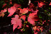 CANADA11-15-180.jpg