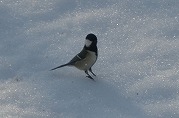 0101-08_s.jpg
