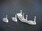 0101-09_s.jpg